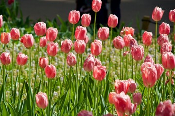 Poster - Scenery of pink tulip field