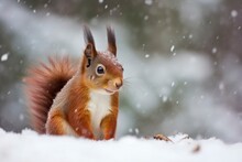 Red Squirrel In The Falling Snow. Cute Squirrel Sitting In The Snow Covered With Snowflakes. Winter Background