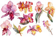 Cattleya flower Watercolor Clipart, Generative AI