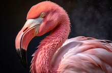 Exquisite Feathers In A Dance Of Light, Close Up Of A Pink Flamingo Under Backlight, Nature's Golden Ratio, Generative AI