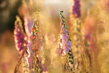 Wall Mural - Purple foxglove - Digitalis purpurea during sunset