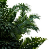 Fototapeta Góry - lush green curved palm leaves isolated on transparent background overlay texture