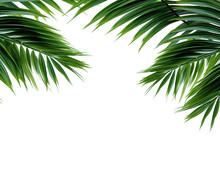 Green Curved Palm Leaves Isolated On Transparent Background, Texture Overlay For Vacation, Relaxation, Travel And Wellness