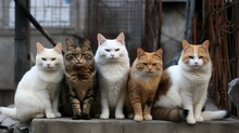 AI Generated Illustration Of A Row Of Beautiful Domestic Cats On A Pavement