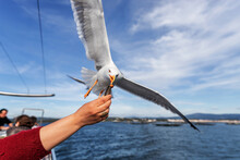 Seagull Catching A Mussel From The Hand Of A Person In Galicia
