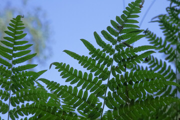 Wall Mural - Green fern leaves with details on blue water background as an organic nature wallpaper