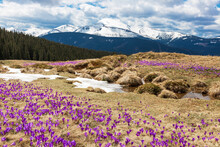 A Wonderful View Of The Spring Carpathians