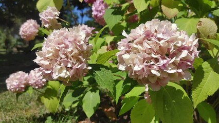 Poster - hydrangea flowers in garden in summer.