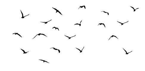 Wall Mural - png flock of birds silhouette isolated on clear background