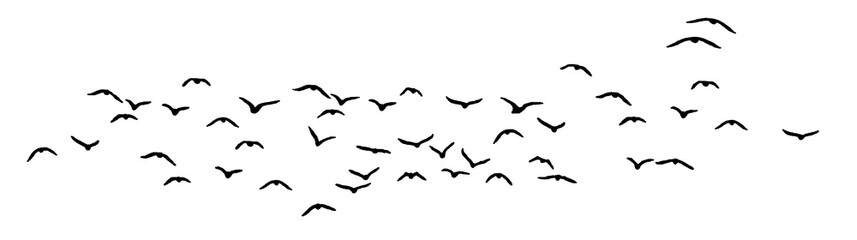 Wall Mural - png flock of birds silhouette isolated on clear background