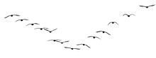 Png Flock Of Birds Silhouette Isolated On Clear Background	