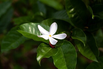 Sticker - Flower of a Kopsia rosea tree