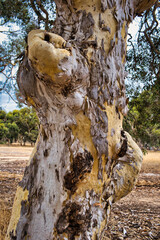 Wall Mural - Gnarled old trunk with peeling bark of Eucalyptus wandoo (white gum), endemic to the southwest of Western Australia, in Badgingarra National Park.
