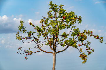 Wall Mural - Junger Apfelbaum mit kleinen reifen Äpfeln