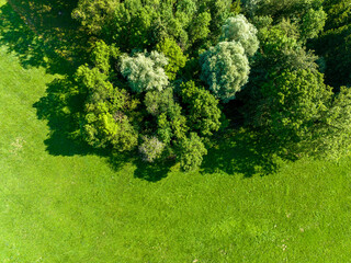Wall Mural - Aerial view of forest edge. Trees beside green field in rural area in Switzerland.