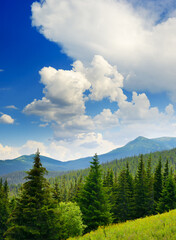 Wall Mural - Beautiful pine trees on background high mountains.