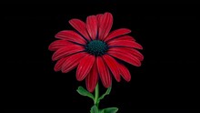 Timelapse Of Blue Red Daisy Blooming On Black Background. Easter, Birthday, Happy Women's Day, Mother's Day.