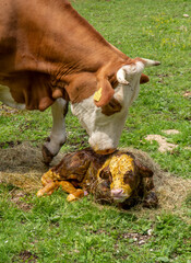 A 5 minute old newborn calf is lying on its side next to its cow mother.