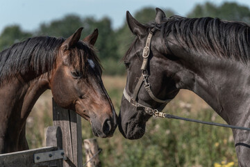 Horses meeting each other over the gate for the first time black horses paddock paradise