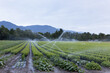 A landscape of nursery filed of young baby grapevines while overhead sprinklers provide irrigation to its plants with scenery of mountain alps and sky in background, vineyard in Savoie, France 