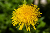 Fototapeta Kwiaty - Zbliżenie na małe żółte kwiaty