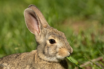 Cottontail rabbit eating in the yard; Laramie, Wyoming 