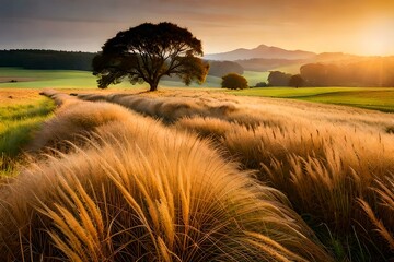 Poster - sunset over the field