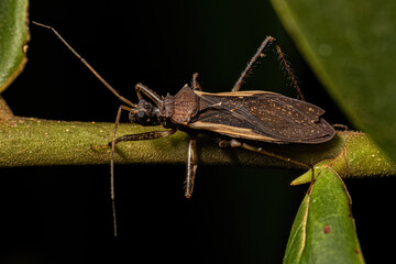 Wall Mural - Adult Assassin Bug