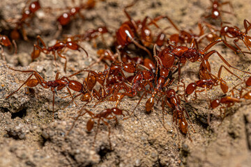 Sticker - Adult Female Neivamyrmex Army Ants