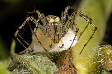 Wall Mural - Adult Female Lynx Spider