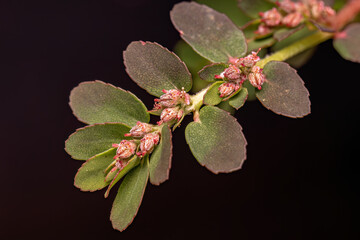 Poster - Red Caustic-Creeper Plant