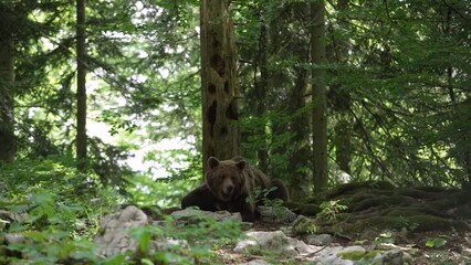 Wall Mural - Big brown bear is looking for food. Bear is scratching against the tree. Wildlife in Europe.