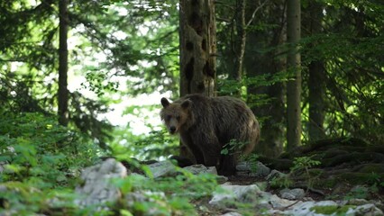 Wall Mural - Big brown bear is looking for food. Bear is scratching against the tree. Wildlife in Europe.