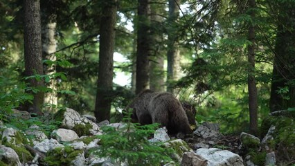 Wall Mural - Big brown bear is looking for food. Bear is scratching against the tree. Wildlife in Europe.