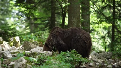 Wall Mural - Big brown bear is looking for food. Bear is scratching against the tree. Wildlife in Europe.