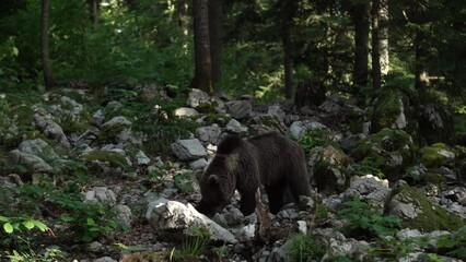 Wall Mural - Big brown bear is looking for food. Bear is scratching against the tree. Wildlife in Europe.