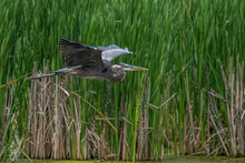Great Blue Heron Flying Across A Marsh