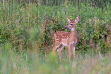 Poster - white tailed deer baby in early summer