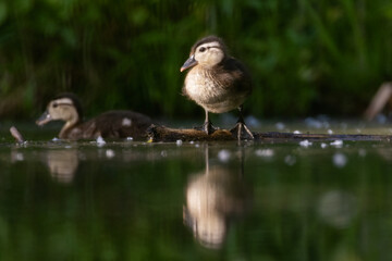 Canvas Print - Wood duck baby in summer 