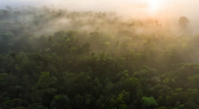 Aerial View Of The Amazon Forests
