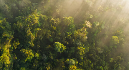 Wall Mural - aerial view of the amazon forests in a beautiful sunrise