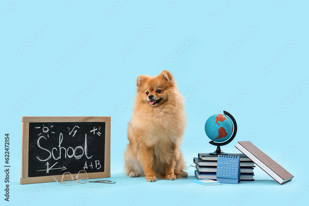 Cute Pomeranian dog with school supplies on blue background