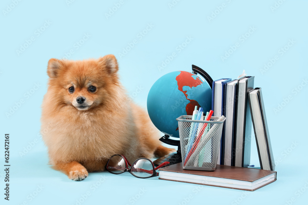 Cute Pomeranian dog with school supplies on blue background