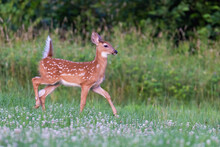 White Tailed Deer Baby In Early Summer