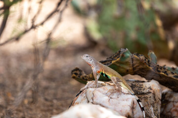 Canvas Print - Adult male zebra-tailed lizard, Callisaurus draconoides, perched on a quartz rock in the Sonoran Desert. A medium sized lizard with beautiful and colorful markings. Pima County, Tucson, Arizona, USA.