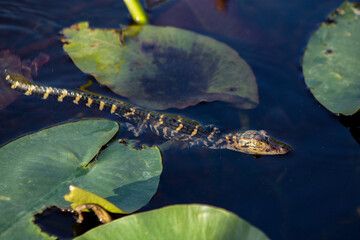 Wall Mural - baby alligator