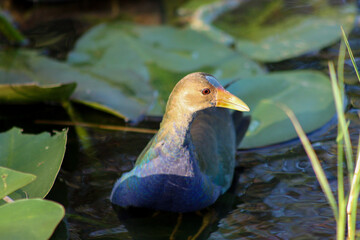 Wall Mural - American Purple Gallinule