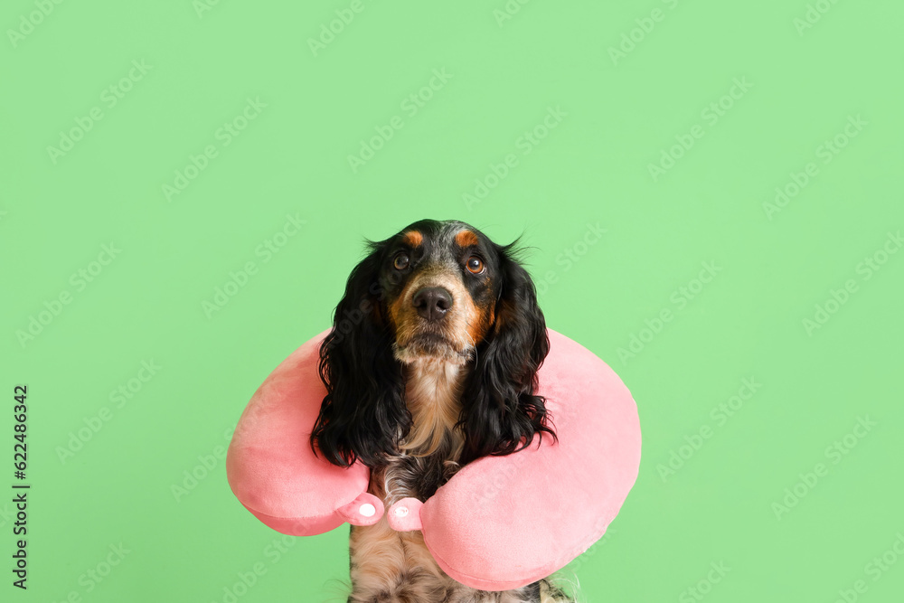 Cute cocker spaniel with neck pillow on green background, closeup