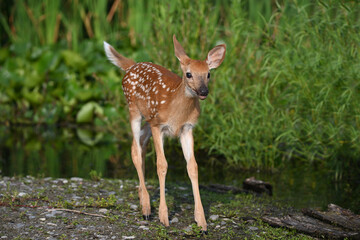 Wall Mural - A cute baby white tailed deer fawn explores a marsh during a recent heat wave