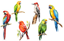 Watercolor Colored Birds Set. Tropical Bird, Parrot, Toucan, Rosella And Macaw. White Isolated Background, Hand Drawing